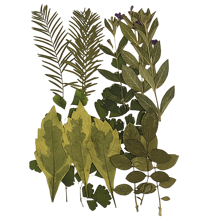1pc Natural Dried Pressed Flowers, Green Leaves, For Diy Epoxy Resin Jewelry Mold, Candle, Soap Making, Nail Art Decoration