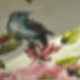 花鳥