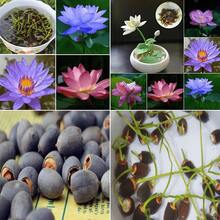 40 piezas de semillas de loto mezcladas para plantar semillas de flores, alta tasa de germinación, semillas de nenúfar para plantar en casa, jardín, interior, exterior, de  de plantas vivas, semillas de vegetales, semillas de hosta, plantas de jardinería, semillas de flores para exteriores, semillas de flores para plantar,  de jardinería, todas las plantas de  para exteriores, repelente de mosquitos, semillas de plantas de jardín para exteriores, semillas para plantar, semillas de flores perennes, semillas de plantas - 40 piezas - Ver 5