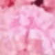 Light Pink (gypsophila)