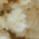 Beige (Gypsophila)