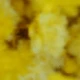 Yellow (Baby's Breath)