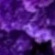 Purple (Baby's Breath)