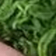 Green (finer Hair)