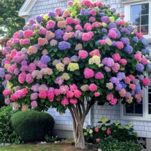 Free Delivery 200 Mixed Color Hydrangea Seeds - Vibrant Blooms For Stunning Garden Decor - 200 CÁI - Xem 2