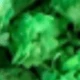 Green (Baby's Breath)