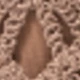 Cămilă