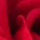 紅色