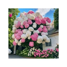 Gdavdvag Perennial Mixed Hydrangea Seeds 50 Flower Plant For Home Gardens Outdoor