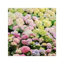Gdavdvag Perennial Mixed Hydrangea Seeds 50 Flower Plant For Home Gardens Outdoor