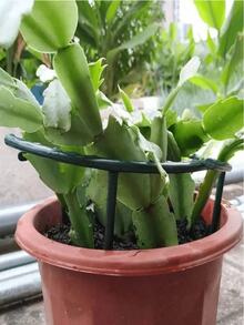 4 件塑料半圆形棚架，适用于盆栽植物，花园花卉支架，可调节堆叠植物桩，带花园箍 - 室内/室外攀缘藤蔓，蟹爪兰，棚架 - 耐用轻便且节省空间的设计，室内植物架，蟹爪形状，坚固耐用的植物架，颜色款式随机 - 綠色 - 查看 3