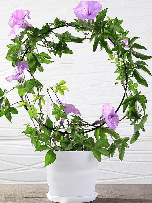 قاعدة حامل نباتات دائرية من الحديد - ديكور حديقة بتصميم أنيق، المادة (حديد) والاستخدامات (ديكور حديقة للنباتات). يؤكد أن هذه القواعد يمكن أن تضيف أناقة إلى الحديقة مع توفير مكان لعرض وتشكيل النباتات.