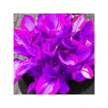 Sxtfrurdt Premium Seeds 200Seeds Hosta Seeds Perennial Hosta Plants Grow Easily Rare Blue Purple Hosta Bulb Seedswomen's Clothing - 1 - View 3