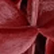 Burgundi