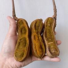 Extremely Easy To Survive Premium Gift Seeds 100 Ice Cream Beans And Snow Fruit Seeds + (Inga Edulis) - 100粒膠囊 - 查看 2