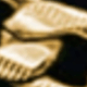 Dorado