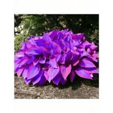 Sxtfrurdt Premium Seeds 200Seeds Hosta Seeds Perennial Hosta Plants Grow Easily Rare Blue Purple Hosta Bulb Seedswomen's Clothing - 1 - View 2