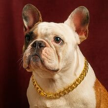 Pet Necklace For Dogs And Cats – 18K Gold Mini Cuban Link Chain Jewelry Adjustable Collar
