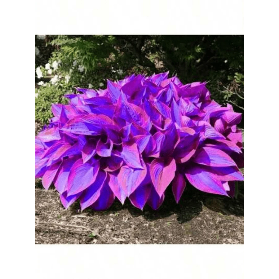 Sxtfrurdt Premium Seeds 200Seeds Hosta Seeds Perennial Hosta Plants Grow Easily Rare Blue Purple Hosta Bulb Seedswomen's Clothing - 1 - View 1