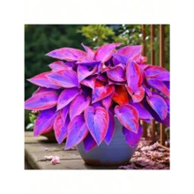 Sxtfrurdt Premium Seeds 200Seeds Hosta Seeds Perennial Hosta Plants Grow Easily Rare Blue Purple Hosta Bulb Seedswomen's Clothing - 1 - View 5
