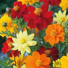 Growing Rapidly Premium Gift Seeds 480 Dwarf Pollenaceae Seeds Scientific Name: Cosmos Sulphureus, A Great Home Garden Gift - 480 - 查看 1