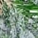 trắng