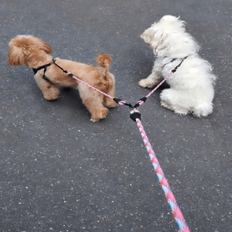 1 pieza Correa para mascotas ondulada de doble extremo, desmontable y sin enredos, adecuada para pasear a dos perros simultáneamente