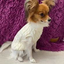 Puppy Dog Sweaters For Small Medium Dogs Cats Clothes Winter Warm Pet Turtleneck Chihuahua Vest Soft Yorkie Coat Teddy Jacket