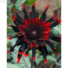 Fgdhjxfgj Flowers Seed 110x Moulin Moon, Rare Red And Black Sunflower Seeds, Helianthus Annuus Flower - 變體 1 - 查看 1