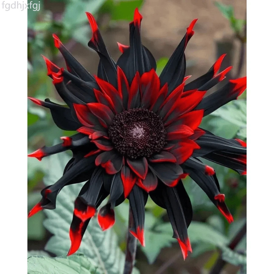 Fgdhjxfgj Flowers Seed 110x Moulin Moon, Rare Red And Black Sunflower Seeds, Helianthus Annuus Flower - 變體 1 - 查看 1