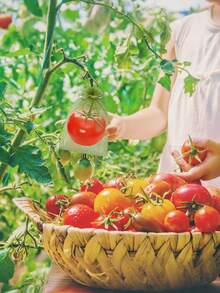 50/100 Buah Kantong Pelindung Buah & Sayuran dengan Penutup Jaring Tali Serut, Kantong Jaring Buah Taman yang Dapat Digunakan Kembali, Kantong Kasa, Kantong Hadiah, Untuk Anggur, Apel, Jeruk Bali, Tanaman, Bunga, Sayuran, Pohon, dan Lainnya, Pelindung Serangga Berkebun yang Ideal, Penutup Jaring Anti Serangga Taman - MultiWarna - View 4