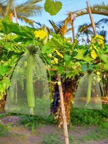 50/100 Buah Kantong Pelindung Buah & Sayuran dengan Penutup Jaring Tali Serut, Kantong Jaring Buah Taman yang Dapat Digunakan Kembali, Kantong Kasa, Kantong Hadiah, Untuk Anggur, Apel, Jeruk Bali, Tanaman, Bunga, Sayuran, Pohon, dan Lainnya, Pelindung Serangga Berkebun yang Ideal, Penutup Jaring Anti Serangga Taman - MultiWarna - View 6
