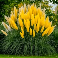 Free Home Delivery Flower Seeds Pampa Seeds Flower Potted Seeds 1000 - 1000 - Xem 4