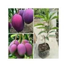Grafted Irwin Premium Mango Fruit Plant Seeds Free Plant  - - 1 gói - Xem 1