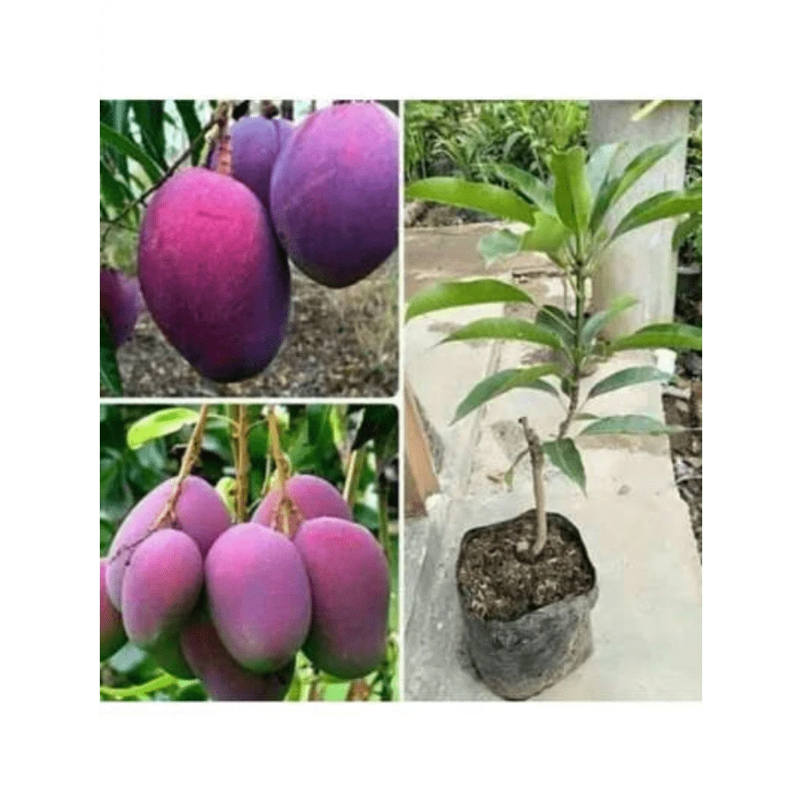 Grafted Irwin Premium Mango Fruit Plant Seeds Free Plant  - - 1 gói - Xem 1