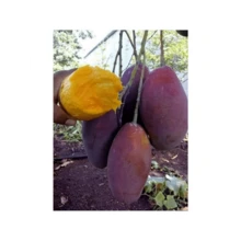 Grafted Irwin Premium Mango Fruit Plant Seeds Free Plant  - - 1 gói - Xem 6