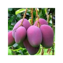 Grafted Irwin Premium Mango Fruit Plant Seeds Free Plant  - - 1 gói - Xem 4
