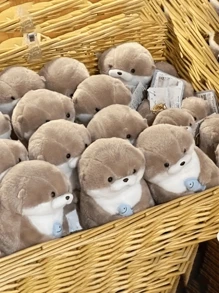 1 只水獭抱鱼宠物猫玩伴自娱宠物