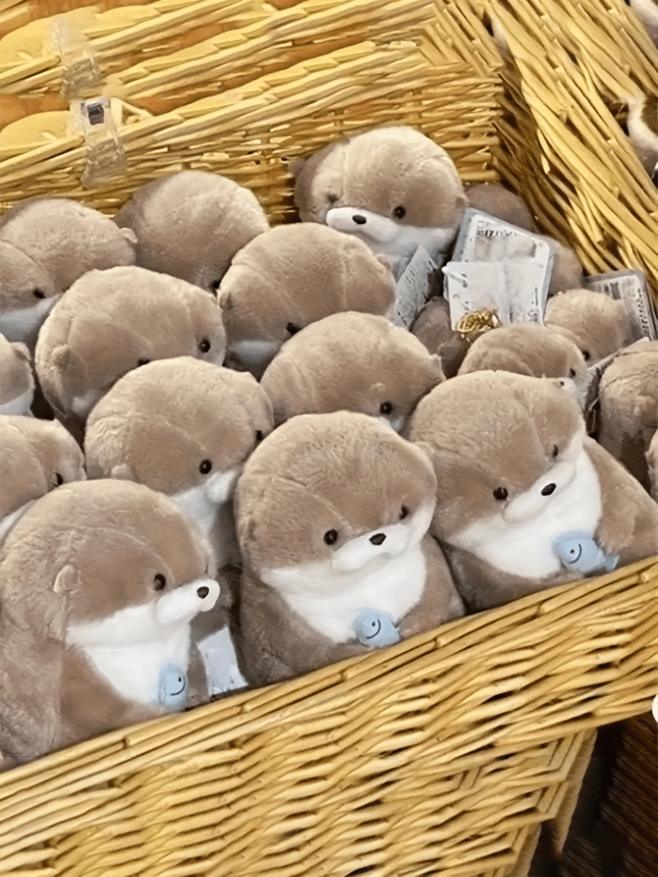 1 只水獭抱鱼宠物猫玩伴自娱宠物