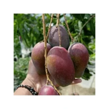 Grafted Irwin Premium Mango Fruit Plant Seeds Free Plant  - - 1 gói - Xem 5