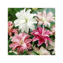 Free Extra 500 Seeds/165pcs Mixed Double Oriental Lilies Seeds - Pleasant Aroma Semillas De Flores Plants Semillas De Plantas Garden Rose Plant Strawberry Seeds Plant Seeds Seeds For Planting Orchid Flower Seeds Tulips Tulipanes Sunflower Hena - 165 - 查看 1