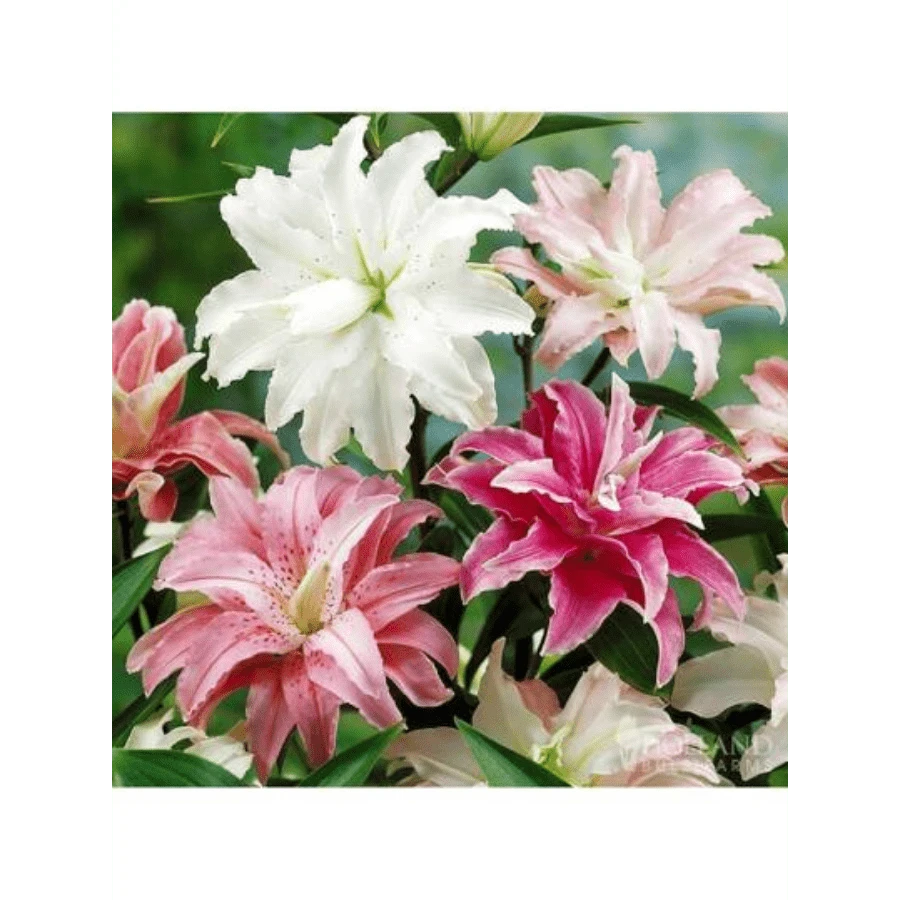 Free Extra 500 Seeds/165pcs Mixed Double Oriental Lilies Seeds - Pleasant Aroma Semillas De Flores Plants Semillas De Plantas Garden Rose Plant Strawberry Seeds Plant Seeds Seeds For Planting Orchid Flower Seeds Tulips Tulipanes Sunflower Hena - 165 - 查看 1
