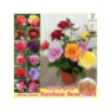 Stylish  Generous And Unique Argetrhsertht 100 Seeds Rainbow Rose Flower Seeds Mixed Assorted Varieties Rose Flowering Plant Seed DIY Home Garden Decor Bonsai Seeds For Planting Flowers Indoor Plants Real Plants Potted Live Rose Plants For  Home Gardening Seeds Easy To Grow In The Singapore - 100粒種子 - 查看 1