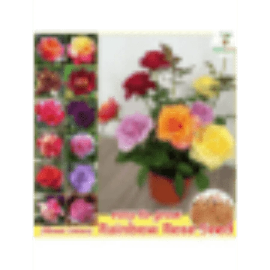 Stylish  Generous And Unique Argetrhsertht 100 Seeds Rainbow Rose Flower Seeds Mixed Assorted Varieties Rose Flowering Plant Seed DIY Home Garden Decor Bonsai Seeds For Planting Flowers Indoor Plants Real Plants Potted Live Rose Plants For  Home Gardening Seeds Easy To Grow In The Singapore - 100粒種子 - 查看 1