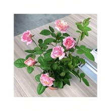Stylish  Generous And Unique Argetrhsertht 100 Seeds Rainbow Rose Flower Seeds Mixed Assorted Varieties Rose Flowering Plant Seed DIY Home Garden Decor Bonsai Seeds For Planting Flowers Indoor Plants Real Plants Potted Live Rose Plants For  Home Gardening Seeds Easy To Grow In The Singapore - 100粒種子 - 查看 8