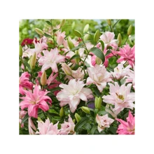 Free Extra 500 Seeds/165pcs Mixed Double Oriental Lilies Seeds - Pleasant Aroma Semillas De Flores Plants Semillas De Plantas Garden Rose Plant Strawberry Seeds Plant Seeds Seeds For Planting Orchid Flower Seeds Tulips Tulipanes Sunflower Hena - 165 - 查看 4