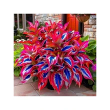 Fgdhjxfgj Flowers Seed Hosta Seeds -200 Rare White And Red Hostas With Blue Variants - Perennial Plants For Outdoor Gardens, Pollinator Attractions, And Indoor Bonsai Decoration - 200個 - 查看 2