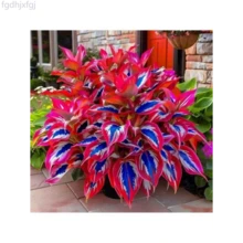 Fgdhjxfgj Flowers Seed Hosta Seeds -200 Rare White And Red Hostas With Blue Variants - Perennial Plants For Outdoor Gardens, Pollinator Attractions, And Indoor Bonsai Decoration - 200個 - 查看 1
