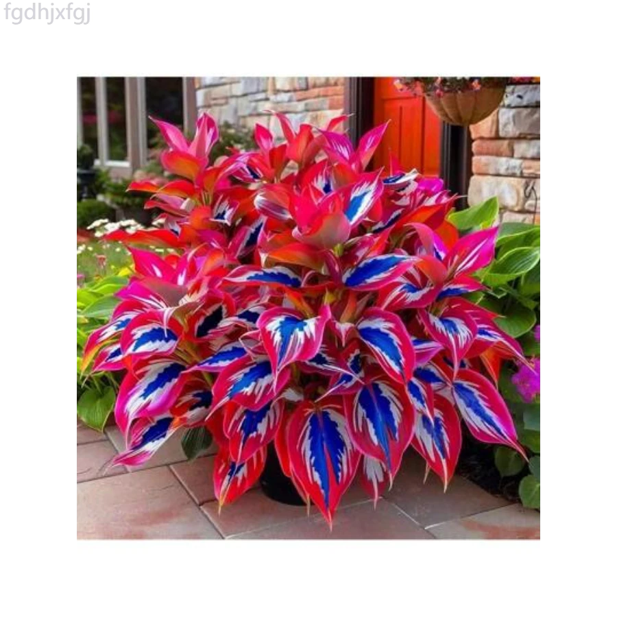 Fgdhjxfgj Flowers Seed Hosta Seeds -200 Rare White And Red Hostas With Blue Variants - Perennial Plants For Outdoor Gardens, Pollinator Attractions, And Indoor Bonsai Decoration - 200個 - 查看 1