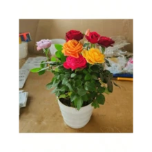 Stylish  Generous And Unique Argetrhsertht 100 Seeds Rainbow Rose Flower Seeds Mixed Assorted Varieties Rose Flowering Plant Seed DIY Home Garden Decor Bonsai Seeds For Planting Flowers Indoor Plants Real Plants Potted Live Rose Plants For  Home Gardening Seeds Easy To Grow In The Singapore - 100粒種子 - 查看 5